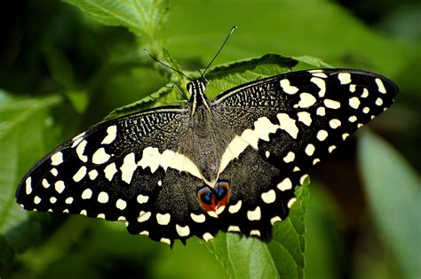 File:Black Butterfly.jpg