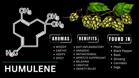 Humulene Terepene: Benefits, Effects, and Strains – STIIIZY