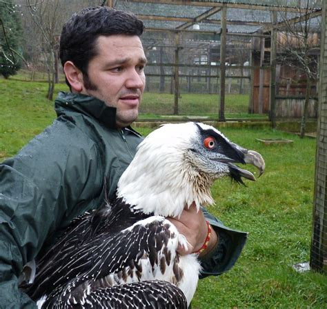 Bearded Vulture (Lammergeyer), Andalusia, Spain --- Quebrantahuesos, Sierra de Cazorla ...