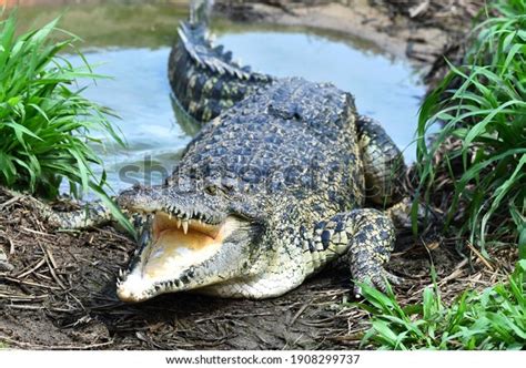 3,425 Alligator Attack Images, Stock Photos & Vectors | Shutterstock