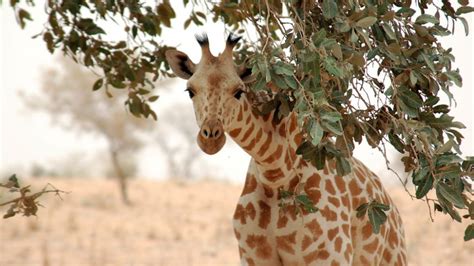 The Bible Says What? 'Giraffes are kosher' | Jewish News