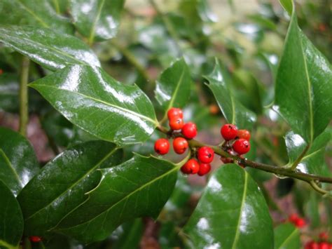 Identifying Male And Female Holly Bushes