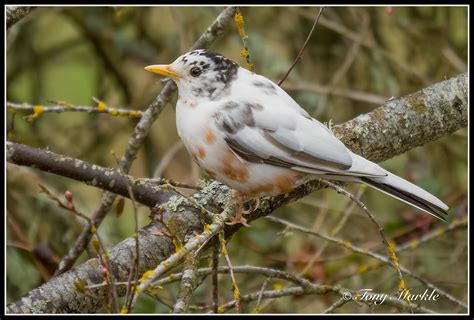 leucism versus albinism in birds - FM Forums