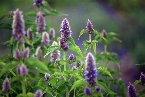 Plante Medicinale - Grădina Mărioarei