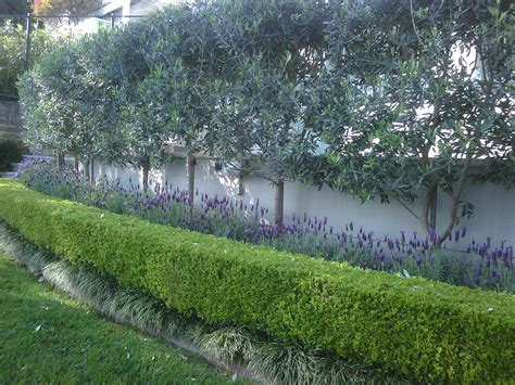 Olive trees privacy screen | Garden hedges, Olive trees garden, Garden ...