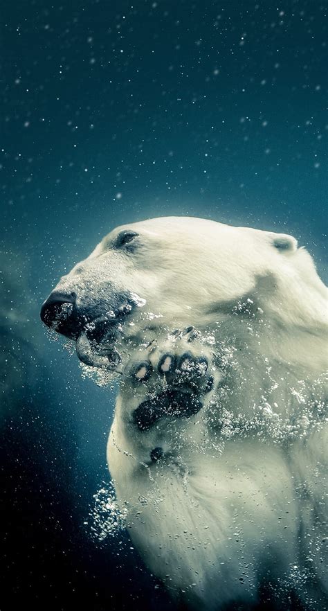 White Polar Bear, polar bear, underwater, HD phone wallpaper | Peakpx