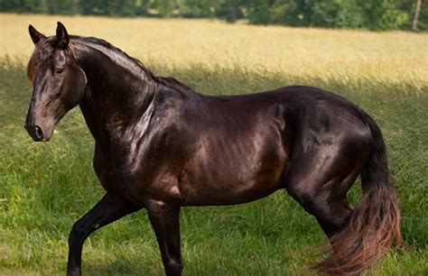 Lusitano Horse Breed: Info, History, Care & Costs - Equineigh