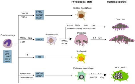 Osteoclast Cell Diagram