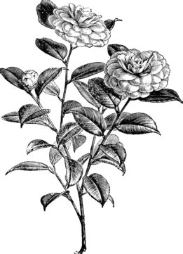 Flowering Branch Of Camellia Japonica Vintage Illustration Black White Flower Vector, Black ...