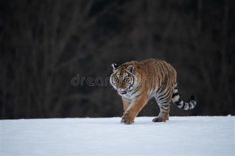 Siberian Tiger Running in Snow. Stock Image - Image of remote, birches: 261399655