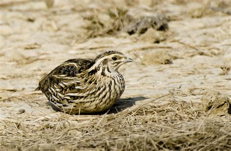 Common Quail by Neha Rathi on 500px | Breeds, Quail, Animals