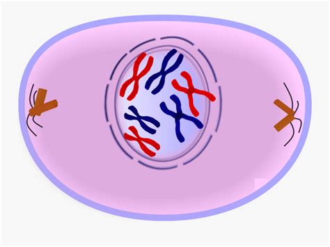 Fajarv: Simple Prophase Mitosis Diagram