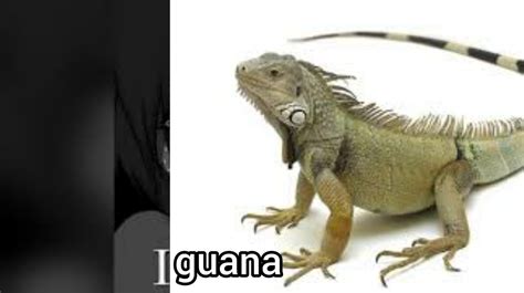 Iguana - Meme subido por Momento_bruh :) Memedroid