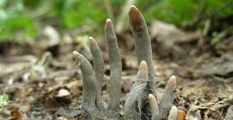 9 Frightful Fungi That Will Freak You Out | The Saturday Evening Post