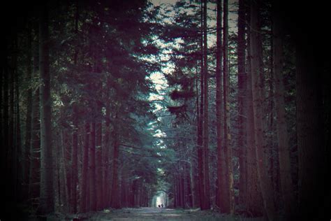 Forest during Dawn · Free Stock Photo