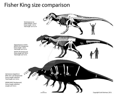 Spinosaurus Size Comparison by ScottHartman on DeviantArt