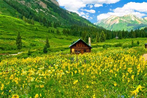 Wildflowers by Mt Crested Butte | Images | Colorado Encyclopedia