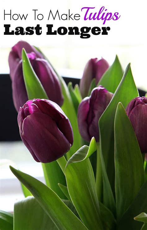 How To Care For Cut Tulips | No More Drooping | Fresh tulips, Tulips ...