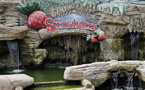 Genting Strawberry Leisure Farm, come enjoy fresh strawberries at this popular tourist ...