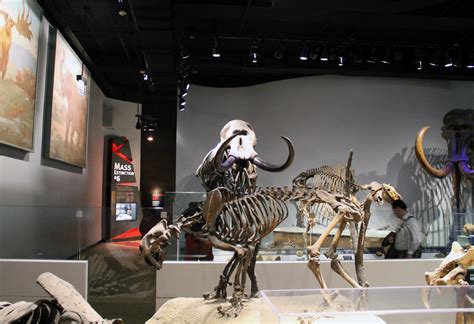 Framing Fossil Exhibits: A Walk Through Time | EXTINCT MONSTERS