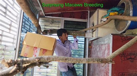 Surprising Macaws Breeding. - YouTube