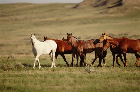 Native American Horse Breeds | A Song for the Horse Nation - October 29, 2011 through January 7 ...