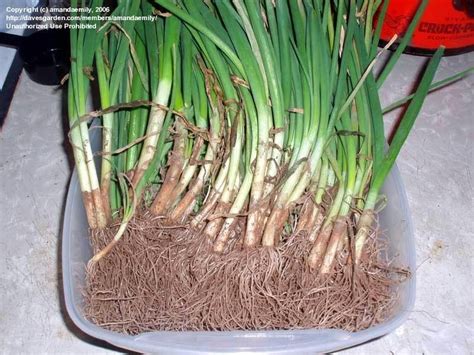 PlantFiles Pictures: Allium, Garden Onion, Edible Onion 'Walla Walla Sweet' (Allium cepa) by ...