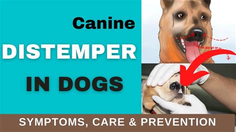 Canine Distemper: Treating And Preventing Distemper In Dogs ...