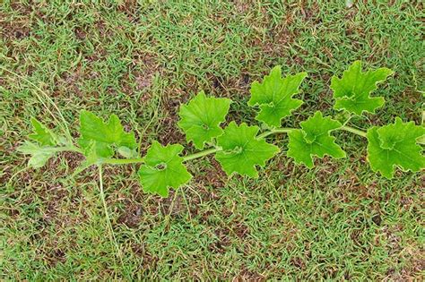 If you’re wondering how and when to prune your pumpkin vines, you might ...