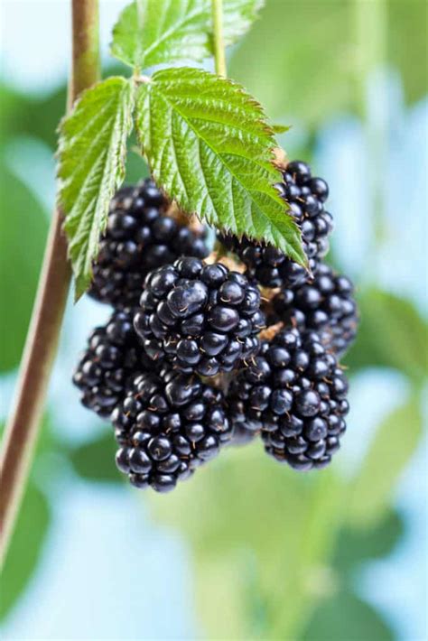 How to Plant a Blackberry Bush in 5 Steps - The Brown Gardener