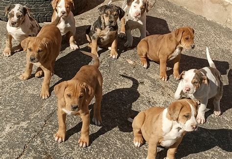 Catahoula Bulldog Puppies