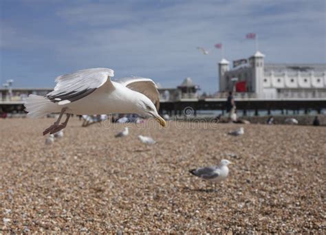 Brighton, England - Seagulls and the Brighton Pier. Stock Image - Image of nice, pebbles: 97488803