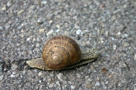 Helix pomatia, snail at grey ground free image download