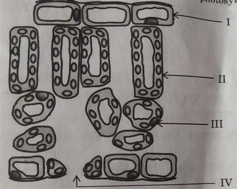 In the following diagram, identify the cells through which massive amounts of gaseous exchange ...