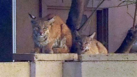 Bobcat Family Spotted In Arizona Woman's Backyard - ABC News