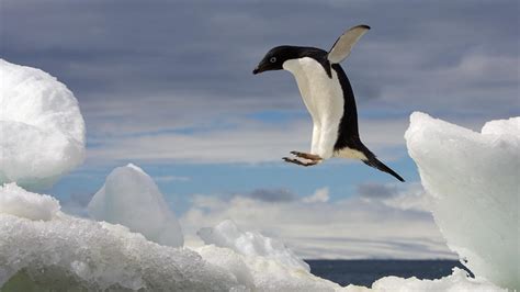 PsBattle: This jumping penguin. : r/photoshopbattles