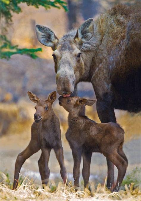 Moose Mom - Alaska fine art notecard by Greatland Graphics in 2020 ...