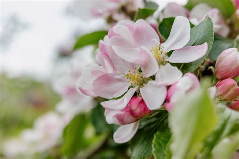 An apple tree in bloom up close | Free Stock Image - Barnimages