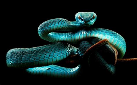 Blue Snake wallpaper | animals | Wallpaper Better