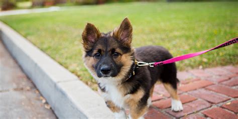 The Ultimate 8-Step Guide to Leash Training a German Shepherd Puppy ...