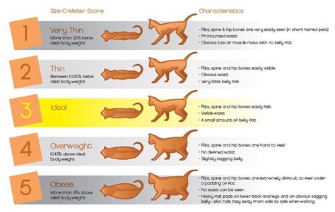 Is My Cat Overweight | Cat Care | Feline Nutrition | Cat care, Pregnant cat, Flabby belly