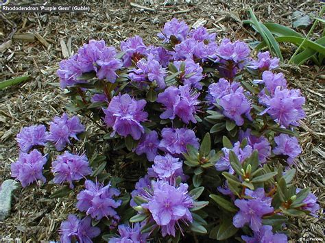 GroundWrx | Rhododendron – Purple Gem