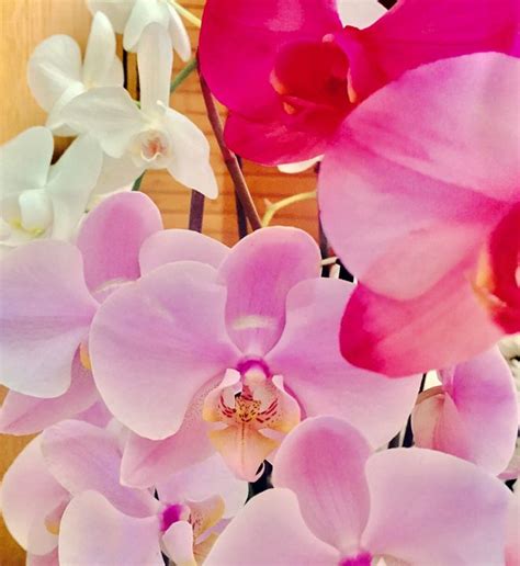 Colorful Orchids - PeaceAndSerenityArt - Photography, Flowers, Plants ...