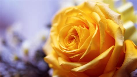 Yellow Rose Wallpaper - Garden Roses - 1920x1080 Wallpaper - teahub.io