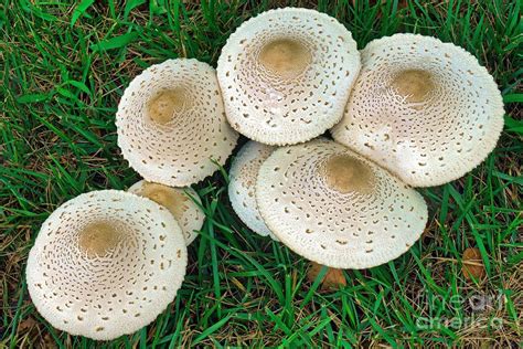 False Parasol Mushrooms Photograph by Dr. Nick Kurzenko/science Photo Library | Fine Art America