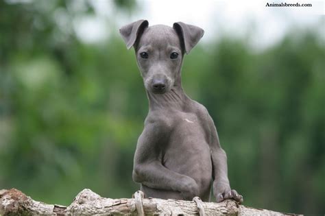 Italian Greyhound - Puppies, Rescue, Pictures, Information, Temperament, Characteristics ...