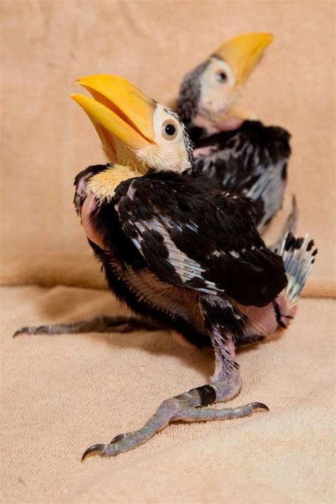 Toco Toucan Chicks - A ZooBorns First! | Baby toucan, Zooborns, Toco toucan