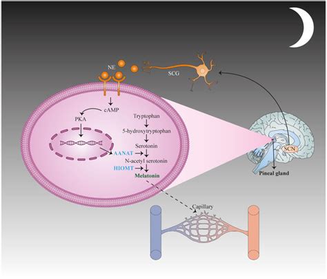 First, the suprachiasmatic nucleus (SCN) translates stimulation to the ...