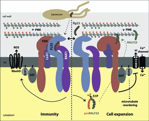 Dual role for FERONIA (FER) in immunity and growth control. (Left ...