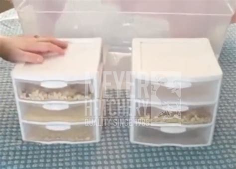 DIY Mealworm Farming | Meyer Hatchery Blog 2019